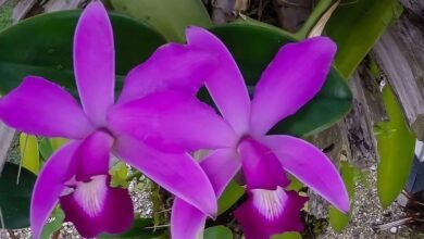 Orquídeas da Amazônia