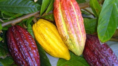 Cacau na Amazônia