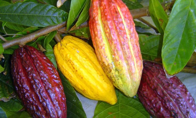 Cacau na Amazônia