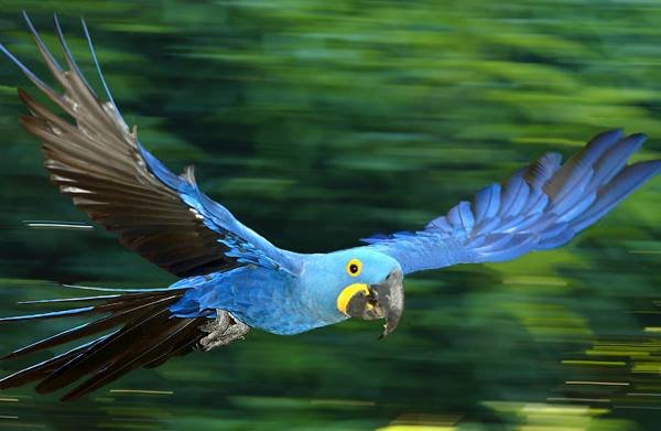 Arara Azul