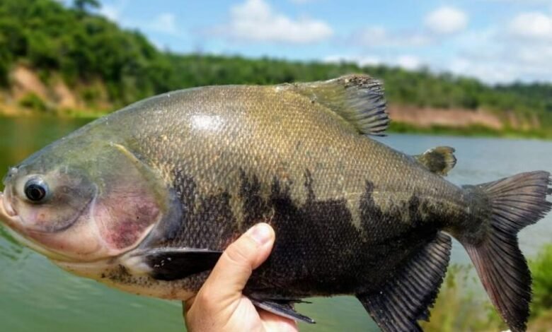 Criação de Tambaqui é Destaque em Rondônia