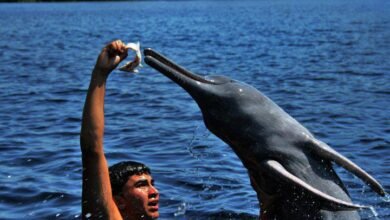 Boto da Amazônia