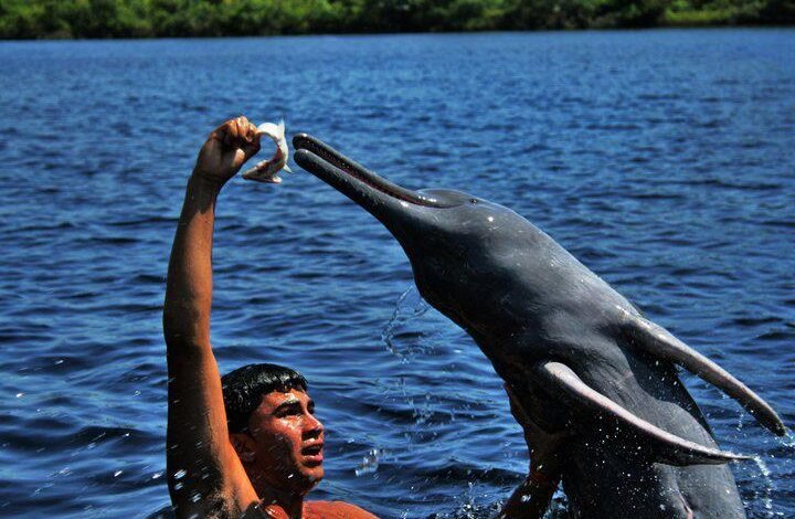 Boto da Amazônia