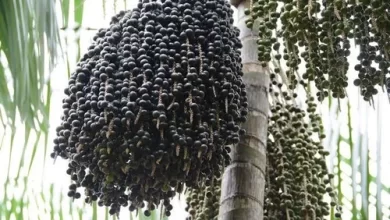 Açaí, a Pérola da Amazôna