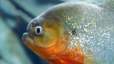 Piranha