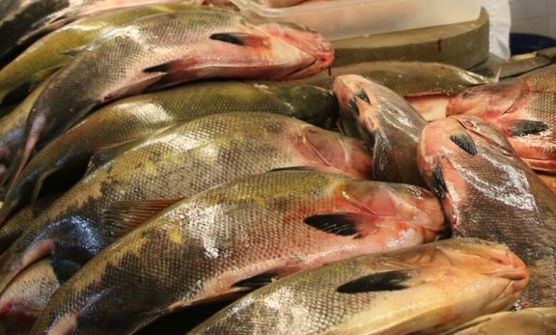 Peixes amazônicos