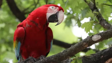 Arara-vermelha