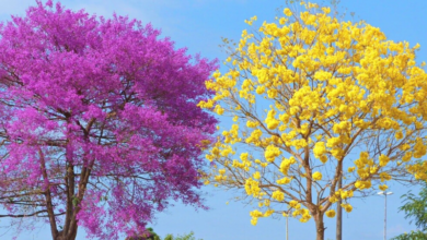 Estudo Inédito Sobre o Ipê no Pará