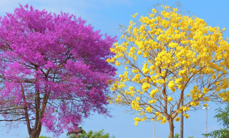 Estudo Inédito Sobre o Ipê no Pará