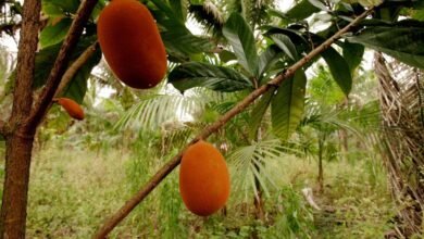 Cupuaçu uma fruta típica da Amazônia