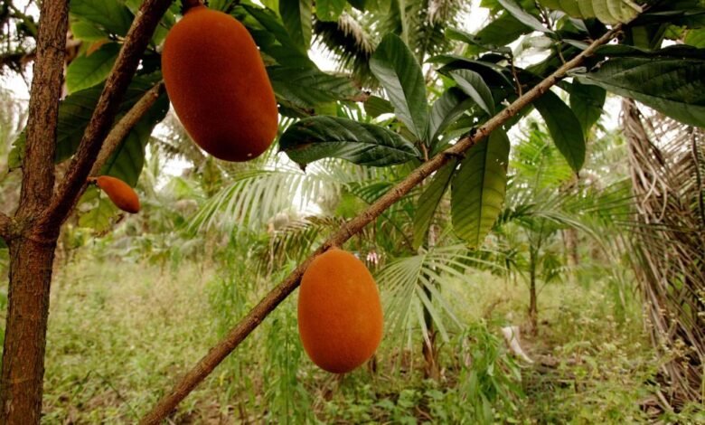 Cupuaçu uma fruta típica da Amazônia