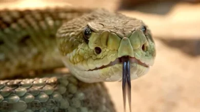 Cobra grande