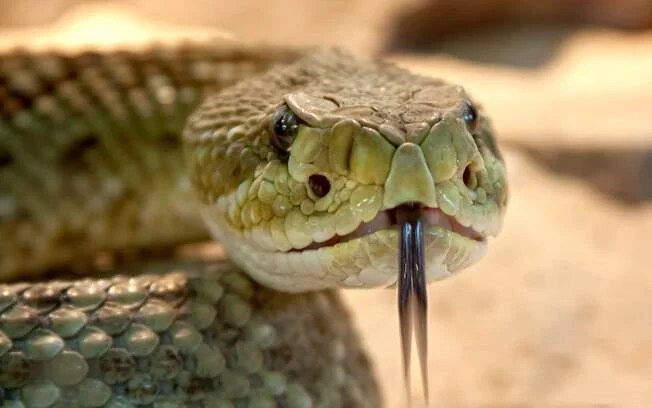Cobra grande