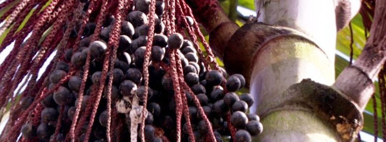 Bacaba: fruto regional com mil e uma utilidade