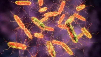"O que é salmonella?