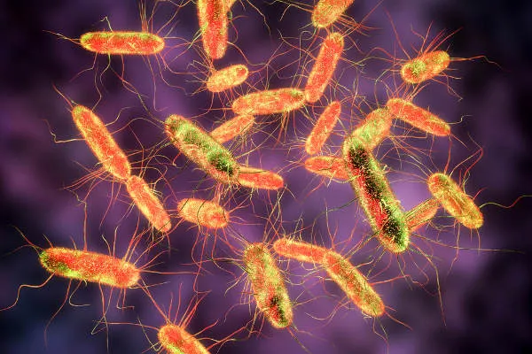 "O que é salmonella?