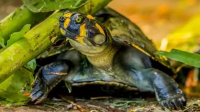 Três novas espécies de tartarugas na Amazônia