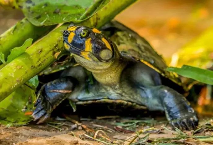 Três novas espécies de tartarugas na Amazônia