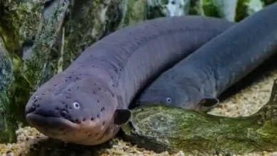 Poraquê, o peixe-elétrico