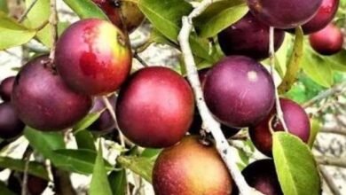 Camu-camu: a fruta brasileira rica em vitamina C