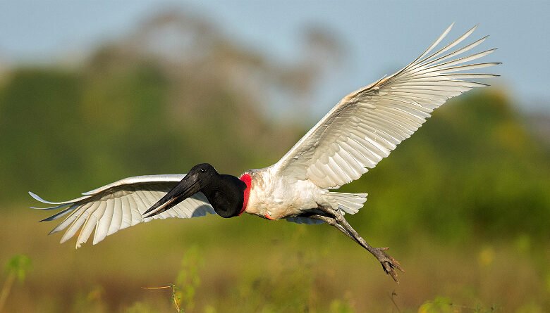 TUIUIÚ: A AVE SÍMBOLO DO PANTANAL