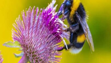 Mudanças climáticas estão deformando as abelhas