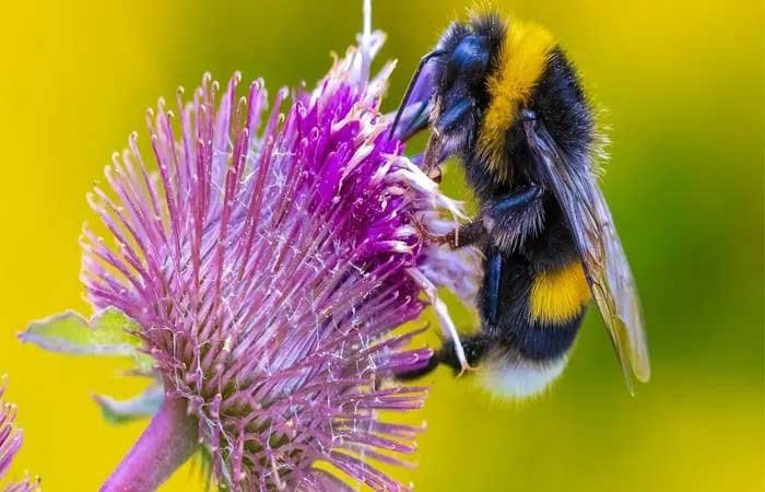Mudanças climáticas estão deformando as abelhas