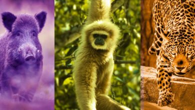 O javali, o macaco e a onça