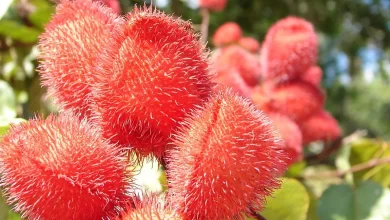 Urucum: uma importante fonte de corantes naturais