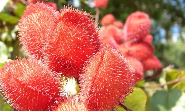 Urucum: uma importante fonte de corantes naturais