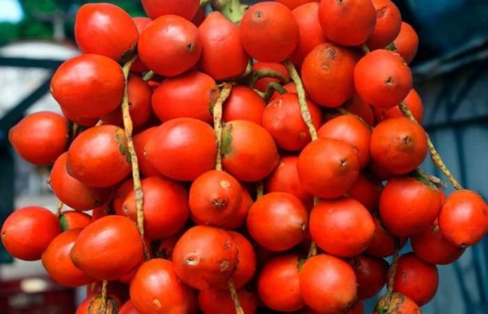 Pupunha: O exótico tesouro da Amazônia e seus surpreendentes benefícios!
