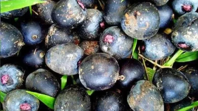 Patauá: já ouviu falar? Conheça esse fruto amazônico maravilhoso!
