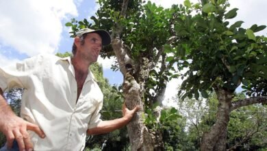 As bebidas feitas com erva-mate estão entre as mais populares da América Latina
