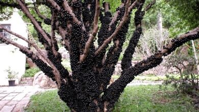 Mundo das bolinhas pretas: maior pomar de jabuticabas do mundo fica em Goiás; Veja como visitar!