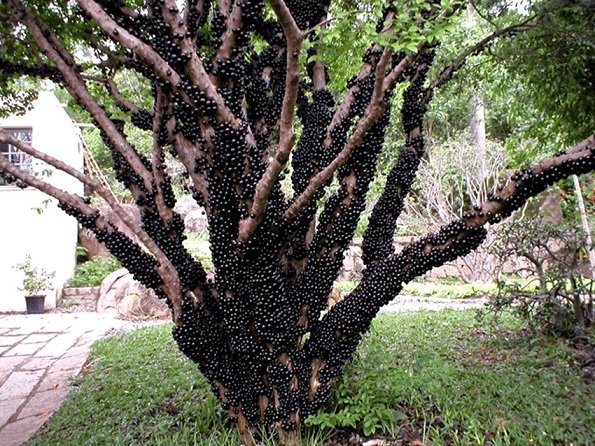 Mundo das bolinhas pretas: maior pomar de jabuticabas do mundo fica em Goiás; Veja como visitar!