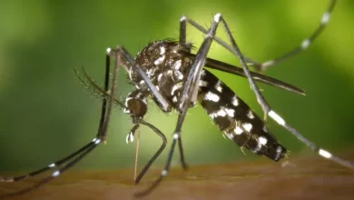 Qual é a origem do mosquito transmissor da dengue?