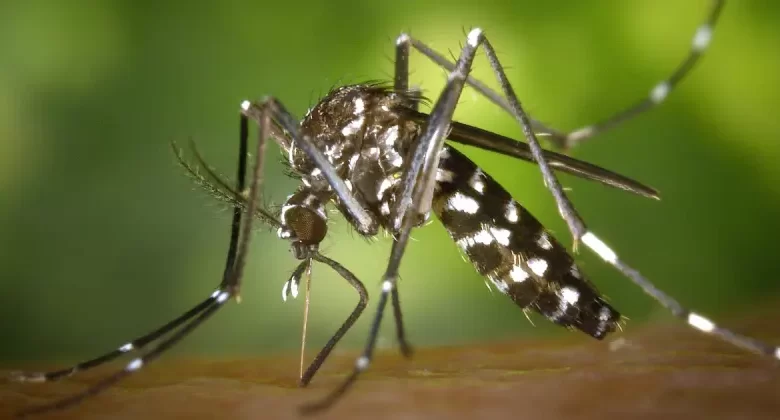 Qual é a origem do mosquito transmissor da dengue?