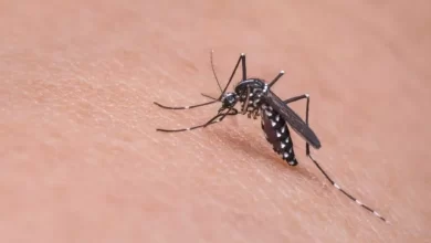 O Brasil atingiu a marca de 1 milhão de casos de dengue registrados em 2024. Os dados são do Ministério da Saúde, divulgados na tarde desta quinta-feira (29). São 1.017.278 casos, com 214 mortes. Existem 687 casos em investigação para saber se a morte foi causada pela dengue.
