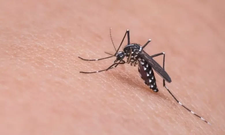 O Brasil atingiu a marca de 1 milhão de casos de dengue registrados em 2024. Os dados são do Ministério da Saúde, divulgados na tarde desta quinta-feira (29). São 1.017.278 casos, com 214 mortes. Existem 687 casos em investigação para saber se a morte foi causada pela dengue.