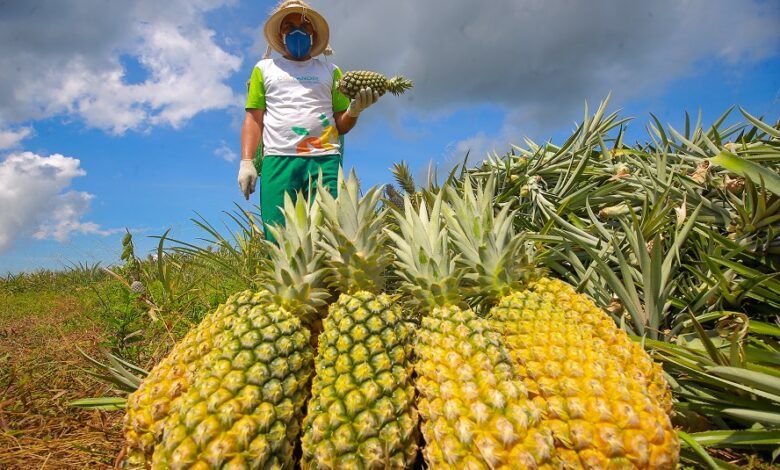 Com Indicação Geográfica, abacaxi do Amazonas garante sustento de produtores