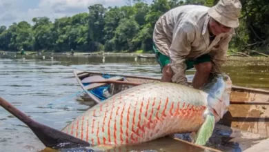 Um dos maiores peixes de água doce da Terra está se recuperando na Amazônia brasileira
