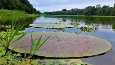 "Amazonas" por Fama Amazônica