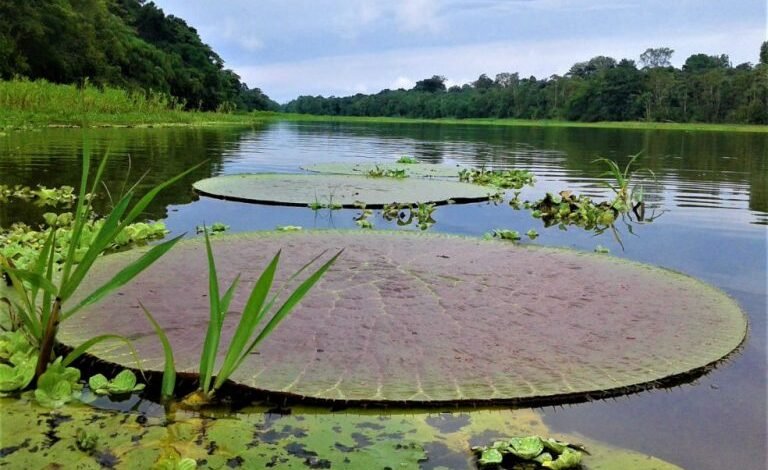 "Amazonas" por Fama Amazônica