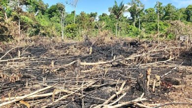 Desmatamento e degradação florestal na Amazônia acendem alerta em 2025