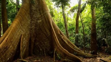 Samaúma: A Mãe das Árvores da Amazônia