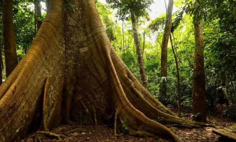 Samaúma: A Mãe das Árvores da Amazônia