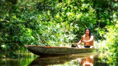 Floresta Amazônica por Almir Souza