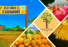 Caramuri: Fruta Amazônica que Encanta pela Riqueza Nutricional e Cultural