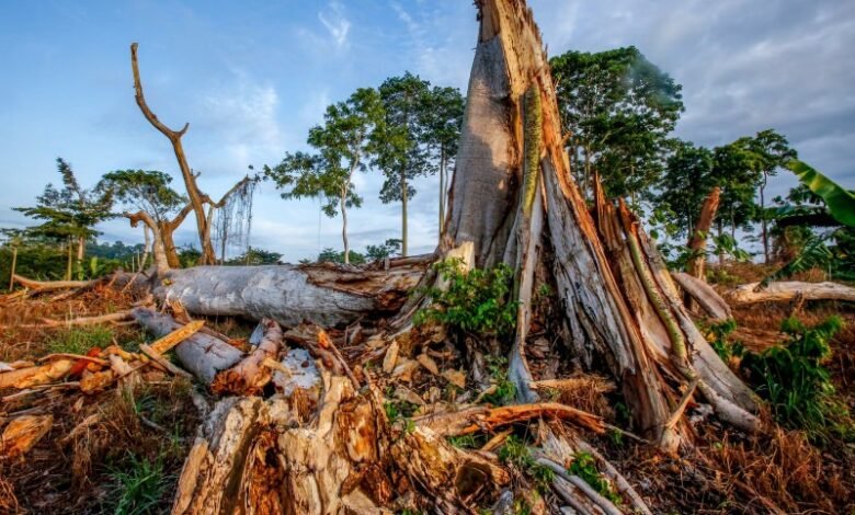 Fama Amazônica e a Crise Ambiental da Amazôni