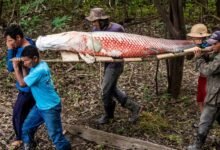 Pirarucu da Amazônia é pescado em outros lugares: alerta da Fama Amazônica sobre riscos ecológicos